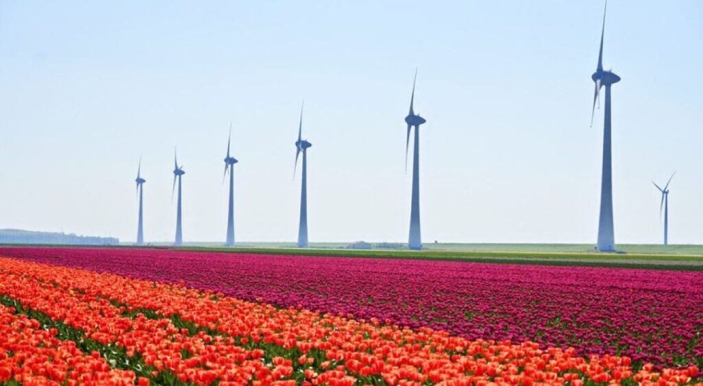 Imagen de un campo de tulipanes con molinos eólicos en Holanda