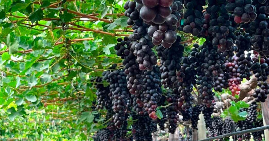Viñedo de Ecosac