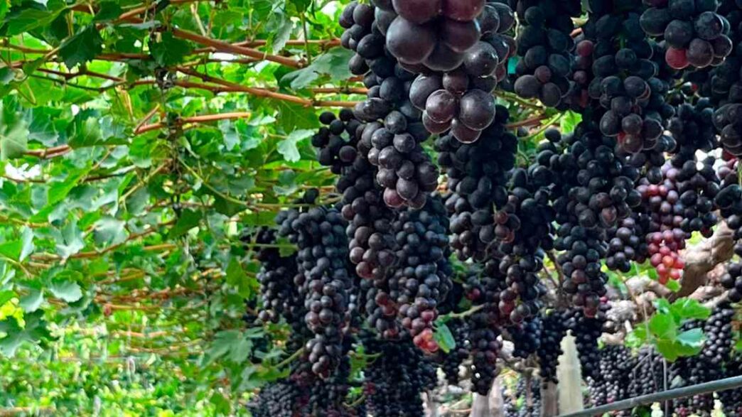 Viñedo de Ecosac