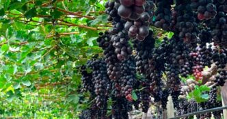 Viñedo de Ecosac