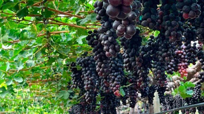Viñedo de Ecosac
