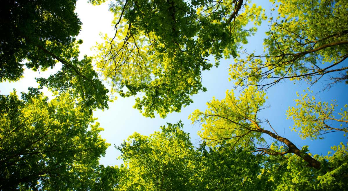 Árboles frondosos en primavera