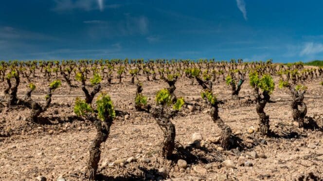 Vides en La Rioja
