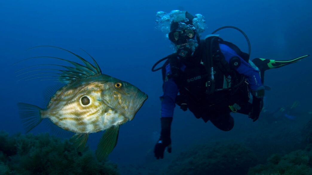 Excursión de buceo