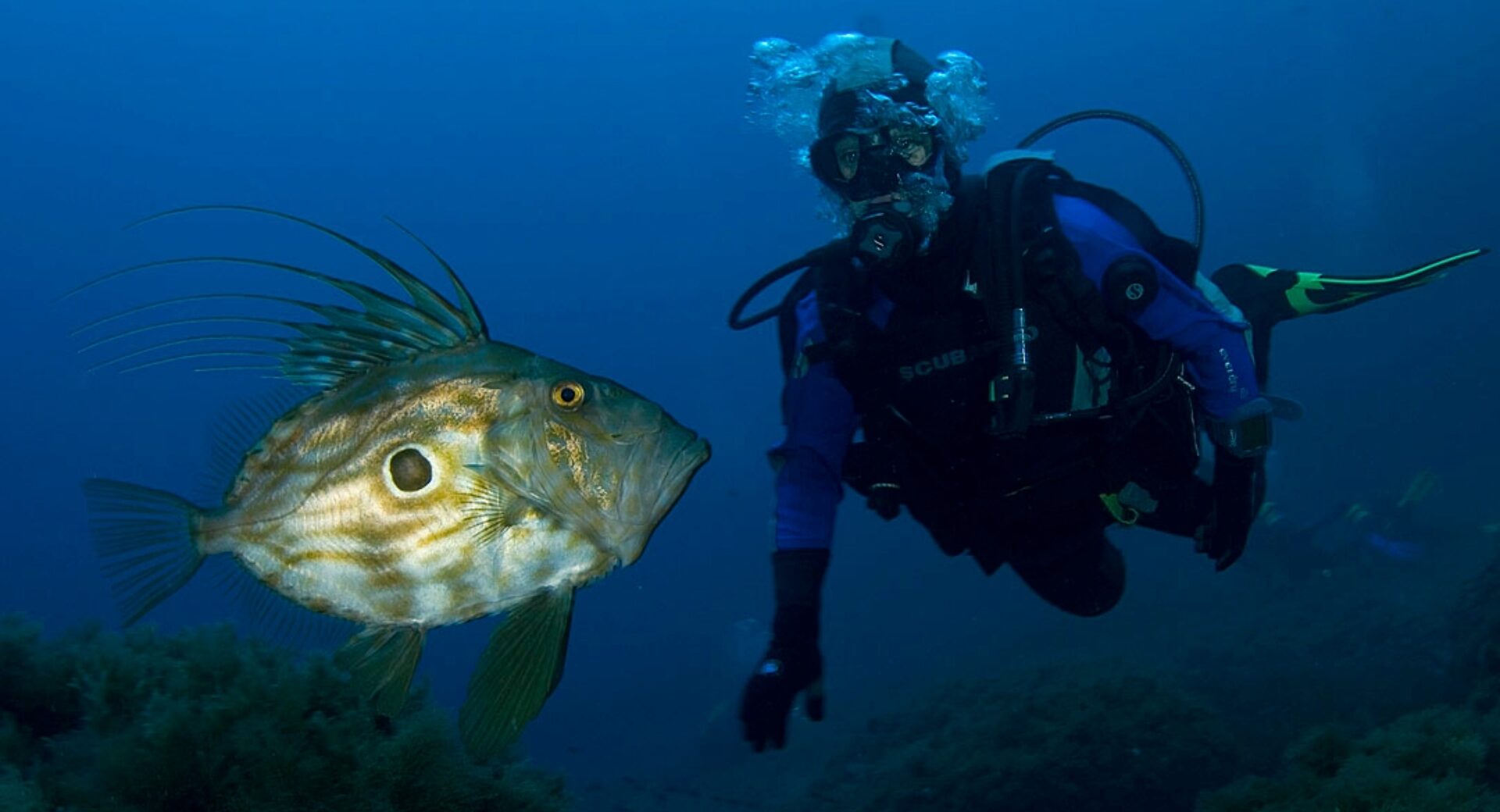 Excursión de buceo