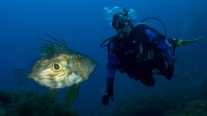 Excursión de buceo