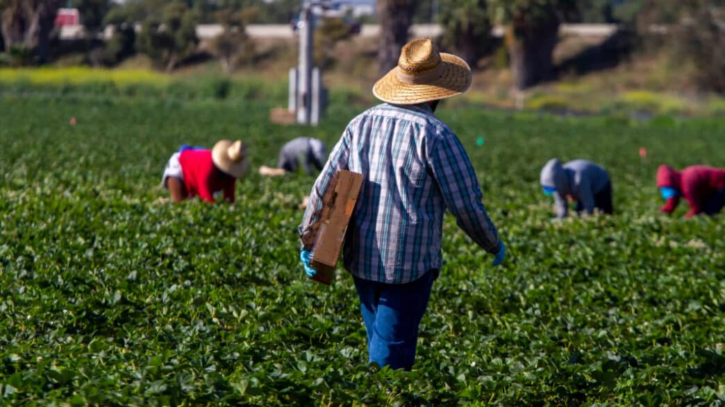 Trabajadores de campo