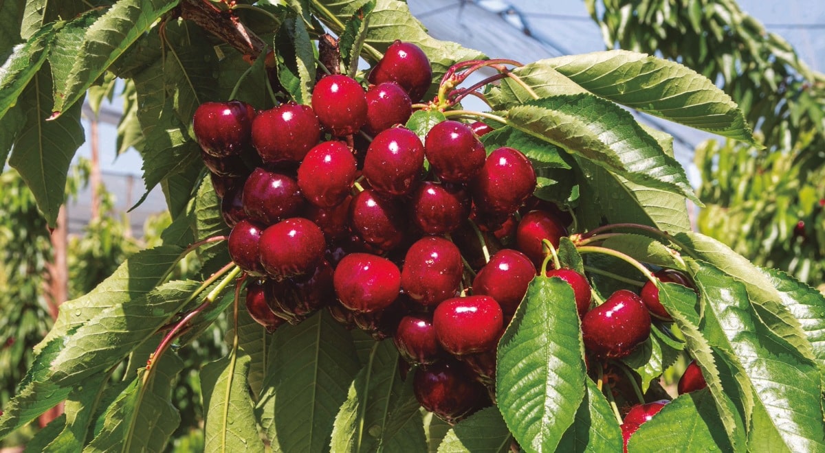 Racimo de cerezas de Aragón :: Gobierno de Aragón