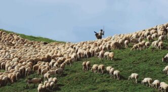 Un pastor cuida de su rebaño :: Gobierno de Aragón