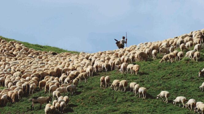 Un pastor cuida de su rebaño :: Gobierno de Aragón