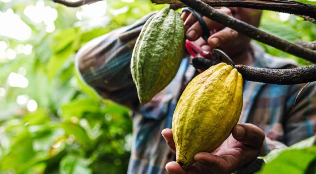 Un agricultor recolectando cacao :: Shutterstock