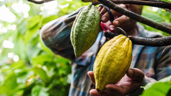 Un agricultor recolectando cacao :: Shutterstock