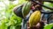 Un agricultor recolectando cacao :: Shutterstock