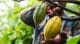 Un agricultor recolectando cacao :: Shutterstock