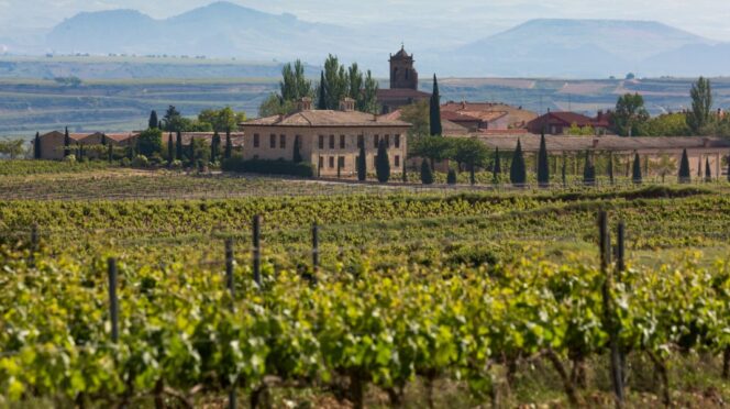 Viñedo en La Rioja, España, Europa