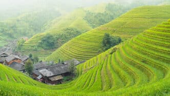 Campos de arroz