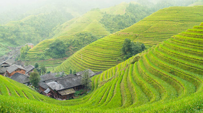 Campos de arroz