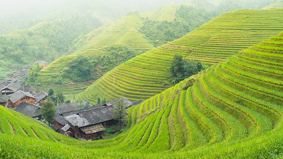 Campos de arroz