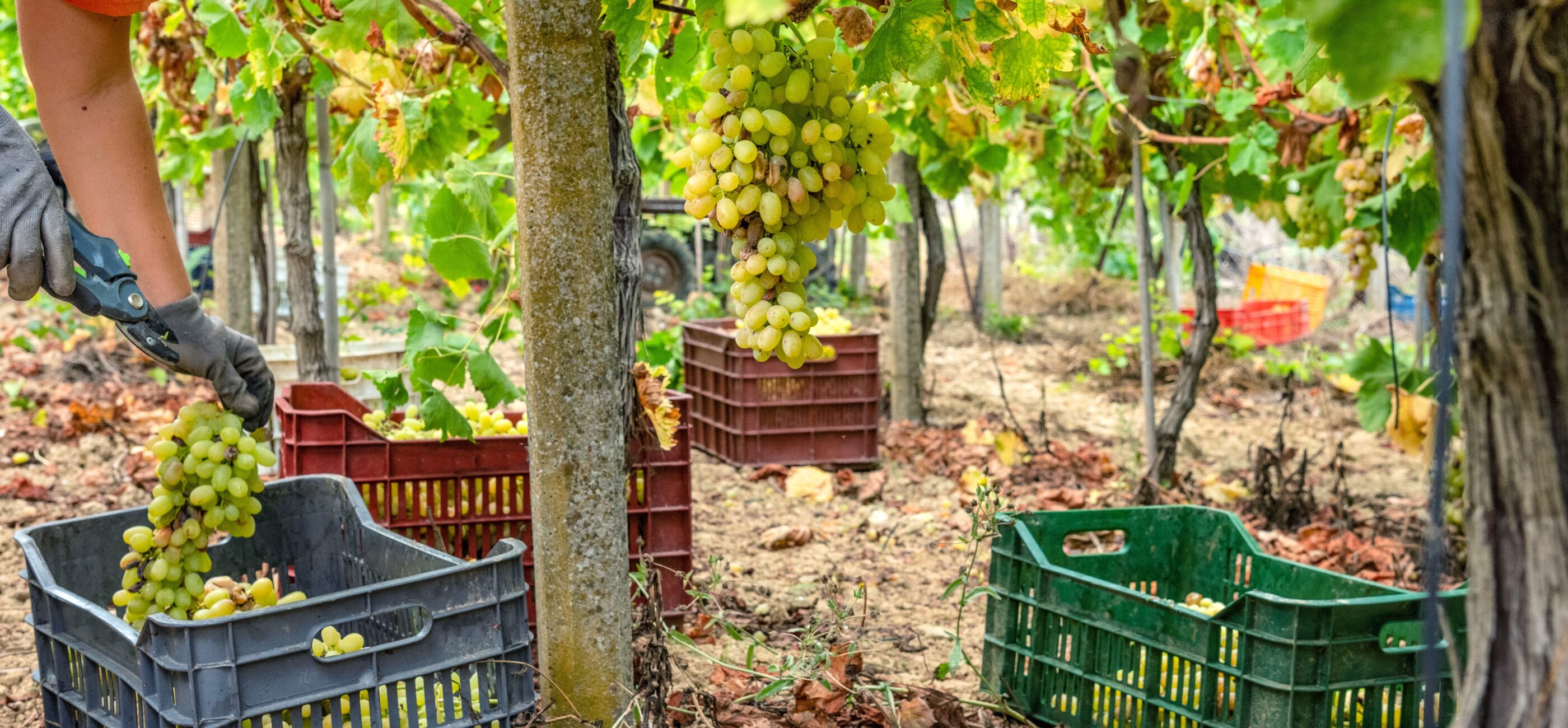 Recogida uvas