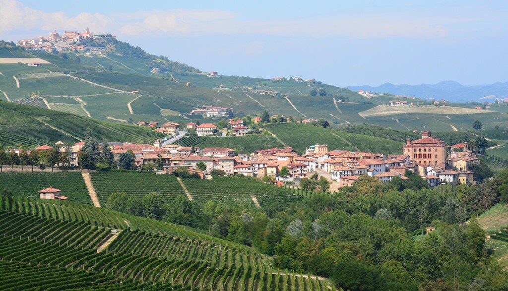 Viñedo