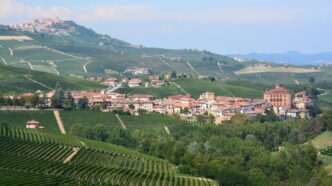 Viñedo