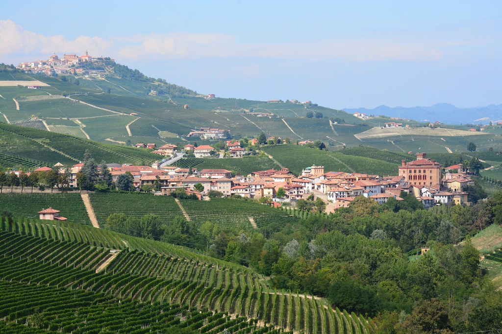 Viñedo