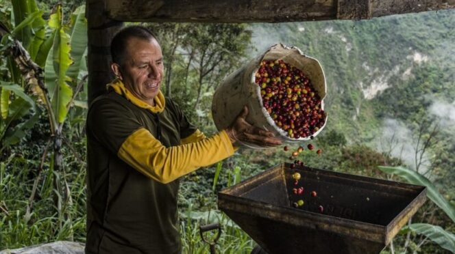 Producción café