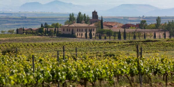 Viñedo