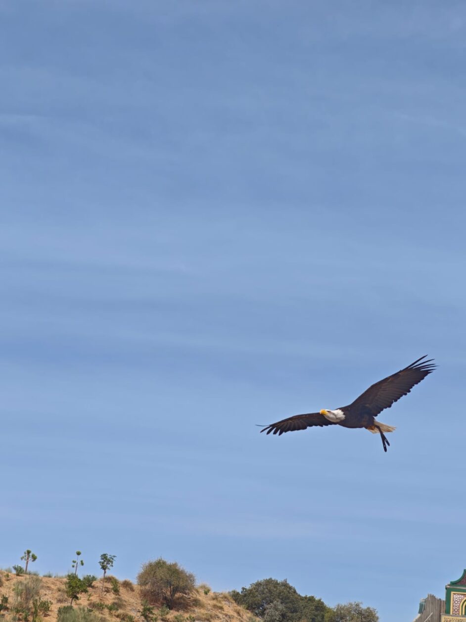 Espectáculo de aves