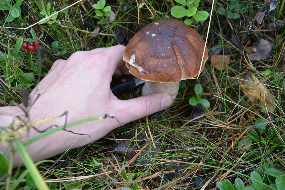 Recogiendo boletus