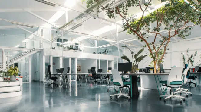 Interior de la oficina Ficus