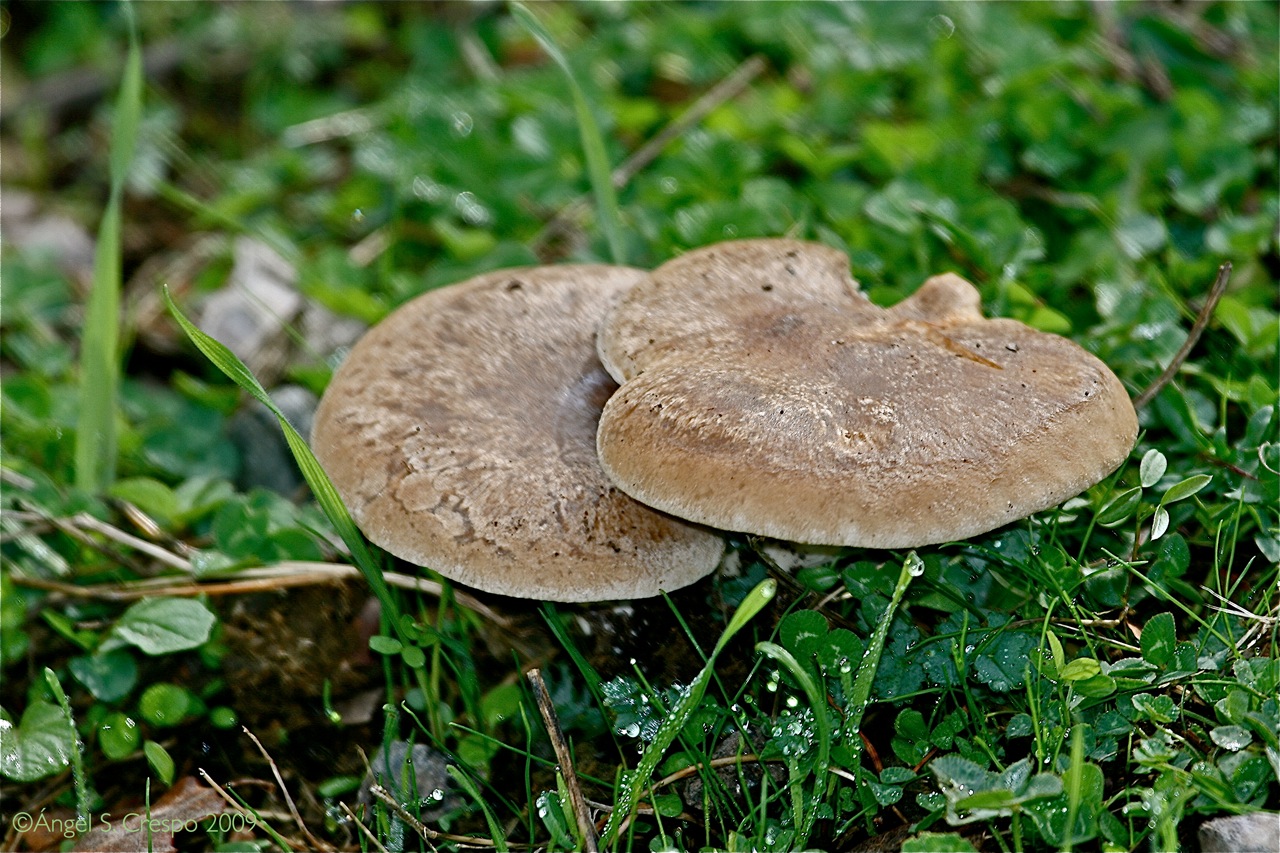 Seta de cardo