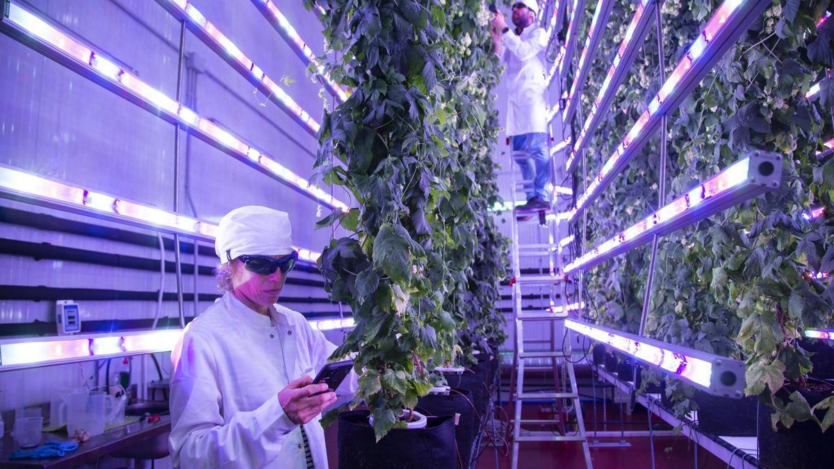 El equipo de Ekonko trabajando el lúpulo