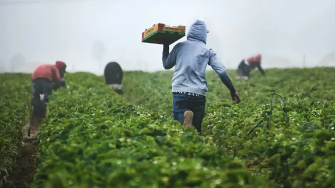 Agricultura