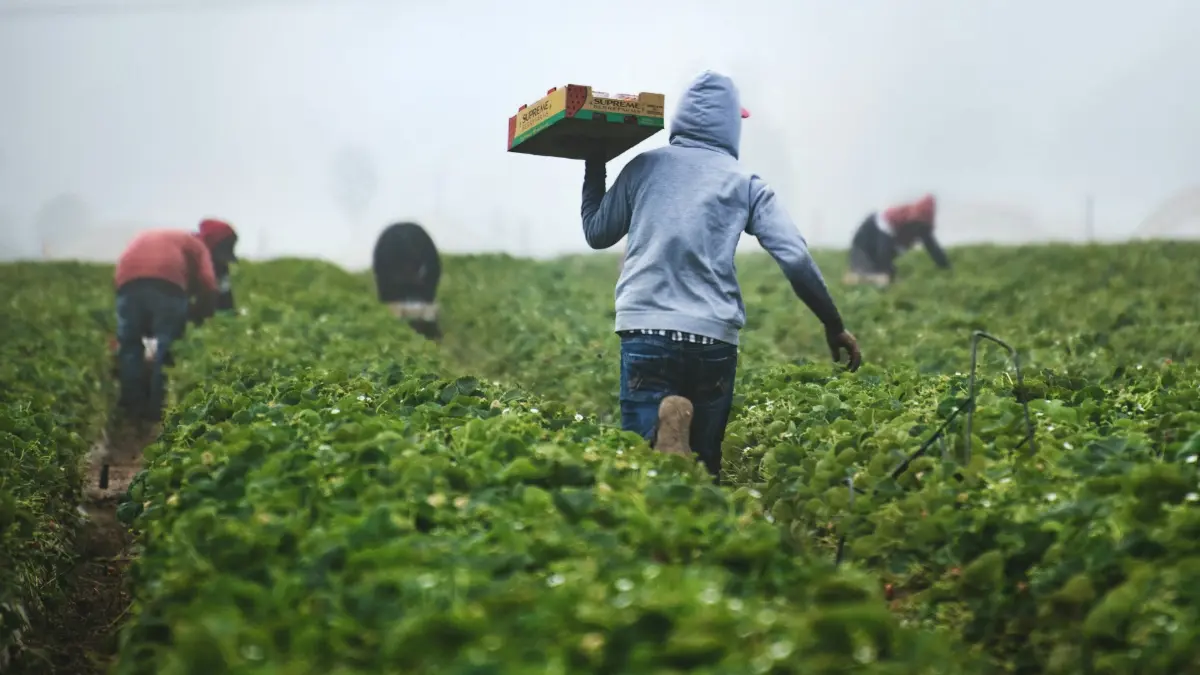 Agricultura